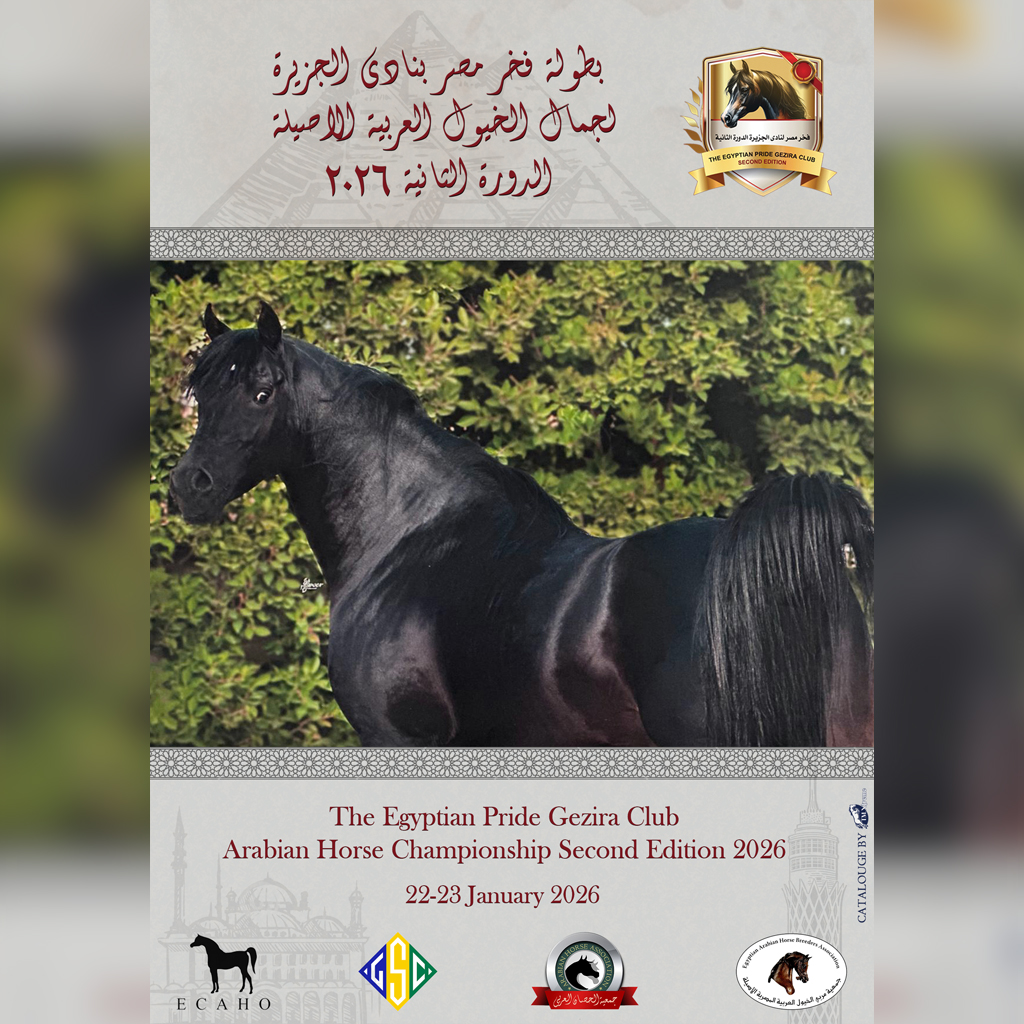 Promo Poster
